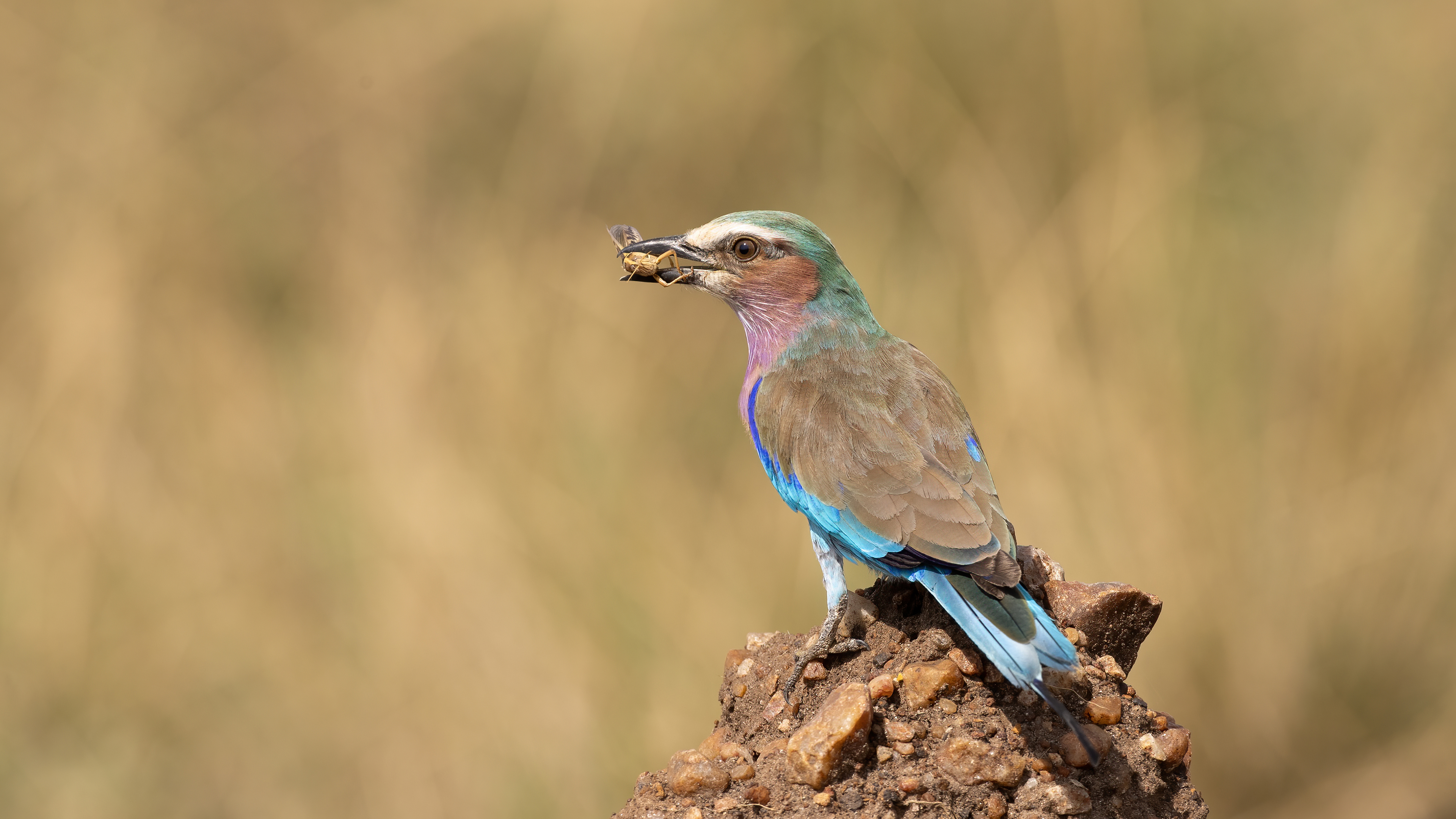 Lilac-breasted Roller